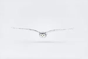 White Gallery: Snowy owl (Bubo scandiacus), Ontario, Canada