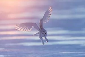 Images Dated 11th January 2021: Snowy owl (Bubo scandiacus), Ontario, Canada