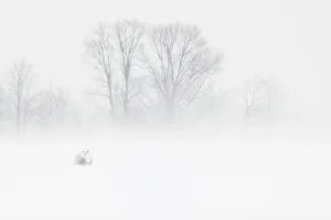 Snowy Owl (bubo scandiacus) in snow blizzard, Thornton, Ontario, Canada
