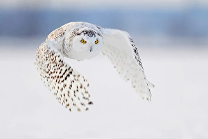 Owls Prints: A snowy owl in flight during winter in Ontario, Canada