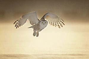 Owls Prints: A snowy owl in flight during winter in Ontario, Canada
