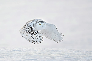 Owls Prints: A snowy owl in flight during winter in Ontario, Canada