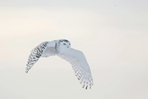 Owls Prints: A snowy owl in flight during winter in Ontario, Canada