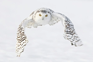Owls Prints: A snowy owl in flight during winter in Ontario, Canada