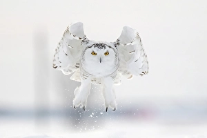 Owls Prints: A snowy owl in flight during winter in Ontario, Canada