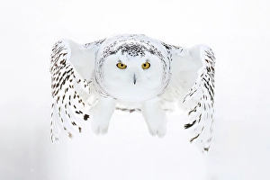 Owls Prints: A snowy owl in flight during winter in Ontario, Canada