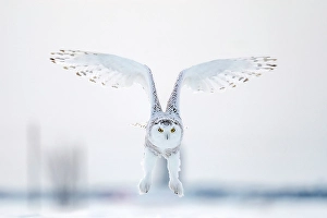 Owls Prints: A snowy owl in flight during winter in Ontario, Canada
