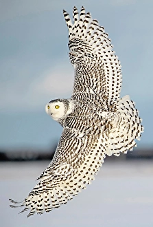 Owls Prints: A snowy owl in flight during winter in Ontario, Canada