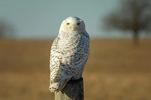 Owls Prints: A snowy owl perched on a tree on Amerst Island, Ontario, Canada