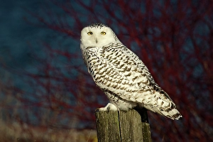 Owls Prints: A snowy owl perhced on a fence, Ontario, Canada