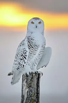 Owls Prints: A Snowy Owl perhced on a fence post at sunrise during a cold winter in Ontario Canada