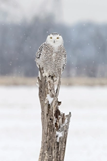 Owls Prints: A snowy owl sits on a tree during winter in Ontario, Canada