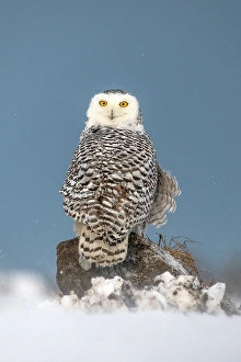 Owls Prints: A snowy owl sitting in the snow in Ontario, Canada