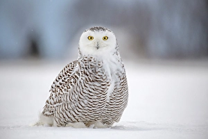 Owls Prints: A snowy owl sitting in the snow in Ontario, Canada
