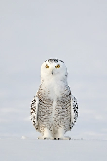 Owls Prints: A snowy owl sitting in the snow in Ontario, Canada