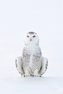 Owls Prints: A snowy owl sitting in the snow in Ontario, Canada