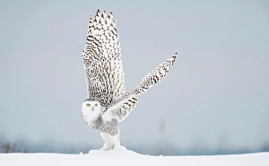 Owls Prints: A snowy owl takes off from snow covered ground in Ontario, Canada