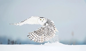 Owls Prints: A snowy owl takes off from snow covered ground in Ontario, Canada