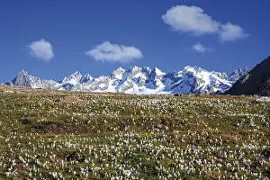 Crocus Prints: The snowy peaks frame the blooming Crocus Alpe Granda Sondrio province Masino Valley