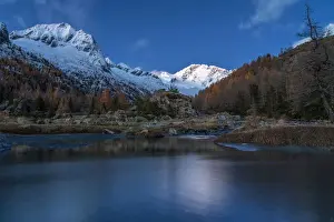 Freshness Prints: Snowy peaks of Monte Disgrazia and Pizzo Averta framed by larch trees in autumn