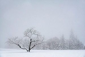 Salmon Arm Prints: Snowy tree, Salmon Arm, British Columbia, Canada