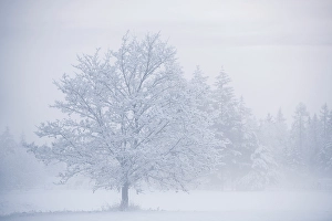 Salmon Arm Prints: Snowy tree, Salmon Arm, British Columbia, Canada