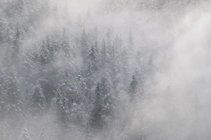 Salmon Arm Prints: Snowy tree, Salmon Arm, British Columbia, Canada