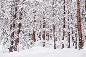 Larix Prints: Snowy trees in a mountain larix forest. Livigno, Sondrio district, Lombardy, Alps, Italy