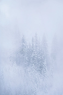 Salmon Arm Prints: Snowy trees, Salmon Arm, British Columbia, Canada