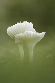 Mycology Prints: Snowy Waxcap (Cuphophyllus virgineus), Perthshire, Scotland, UK