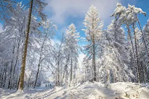 Winter Forest Prints: Snowy winter forest in the Rheingau-Taunus Nature Park near Engenhahn