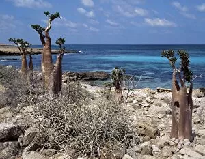 Yemen Collection: Socotra Island is about 87 miles long and between 25