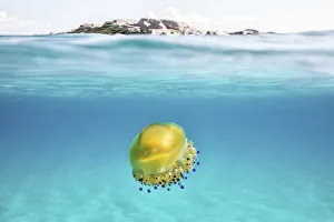 A solitary bright colored jelly fish in the Sardinian sea. Marmorata beach. Sardinia A solitary bright colored jelly fish in the Sardinian sea. Marmorata beach. Sardinia