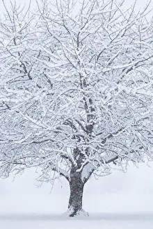 Cherry Tree Prints: A solitary cherry tree covered by the snow, Brianza, Como province, Lombardy, Italy