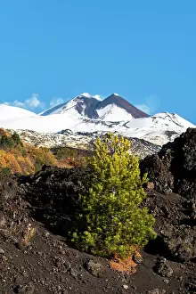 Black Prints: Solitary pine tree in the black volcanic landscape of the mount Etna covered with snow in winter
