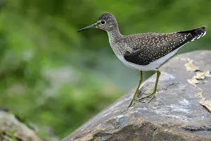 Close Ups Prints: Solitary sandpiper (Tringa solitaria), Greater Sudbury, Ontario, Canada