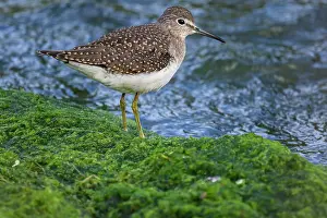 Close Ups Prints: Solitary sandpiper (Tringa solitaria), Greater Sudbury. Fielding Park, Ontario, Canada