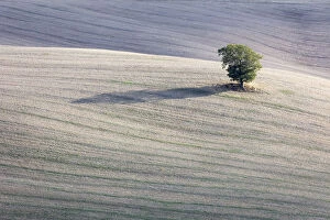 Shadow Gallery: A solitary tree in a field, Val d Orcia, Tuscany, Italy