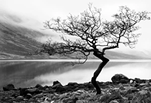 Solitary tree on the shore of Loch Etive, Highlands, Scotland, UK
