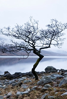 Scot Land Prints: Solitary tree on the shore of Loch Etive, Highlands, Scotland, UK