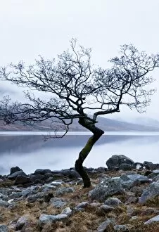 Solitary tree on the shore of Loch Etive, Highlands, Scotland, UK