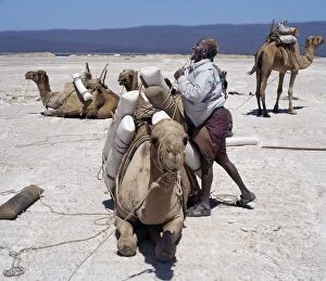 African Man Gallery: A Somali of the Issa clan loads his camels with salt at Lake Assal