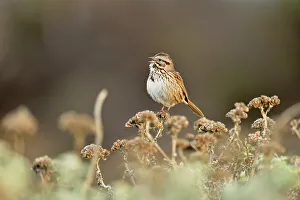 Ground Feeder Prints: Song Sparrow (Melospiza melodia), San Simeon, Piedras Blancas Rookery, California, USA