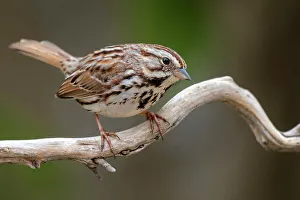 Sparrow Prints: Song Sparrow (Melospiza melodia), Ontario, Canada