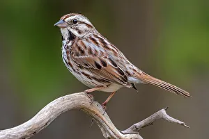 Sparrow Prints: Song Sparrow (Melospiza melodia), Ontario, Canada
