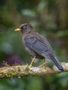 Songbird Prints: Sooty Thrush (Turdus nigrescens), Cartago Province, Copey District, Costa Rica