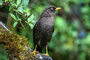 Flying Prints: Sooty thrush (Turdus nigrescens)