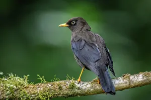 Flying Prints: Sooty thrush (Turdus nigrescens)
