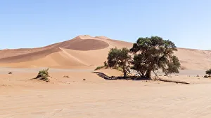 Sossuvlei Prints: Sossuvlei, Namib Naukluft National Park, Namibia, Africa