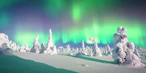 Aurora Borealis Prints: Souce trees covered in snowand ice with Northern Lights